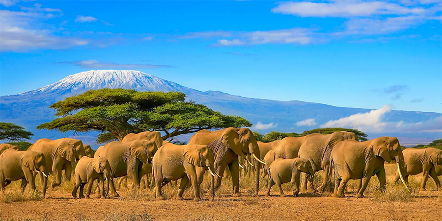 Visa Tanzania – Dịch vụ xin visa đi Tanzania nhanh chóng, uy tín