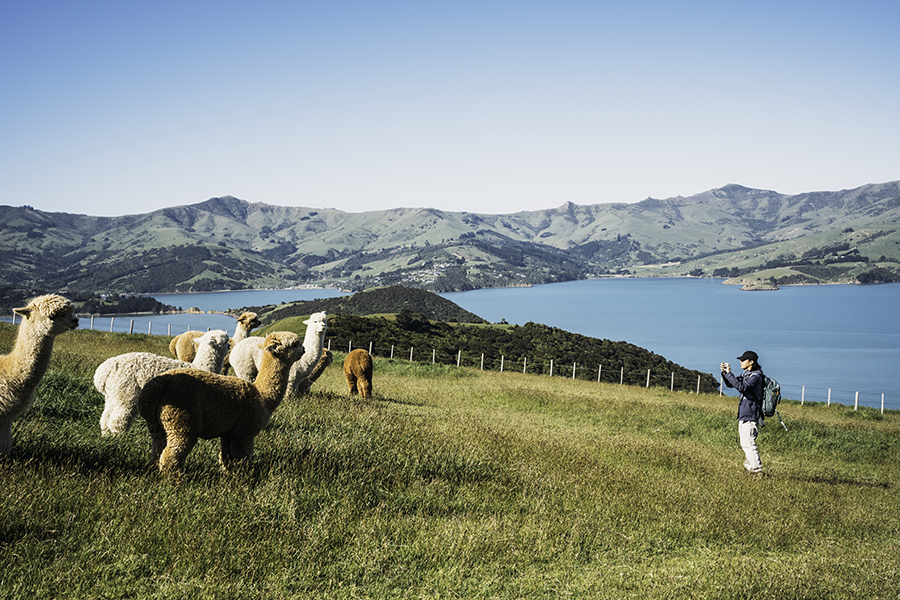 Dịch vụ làm visa New Zealand nhanh chóng, uy tín